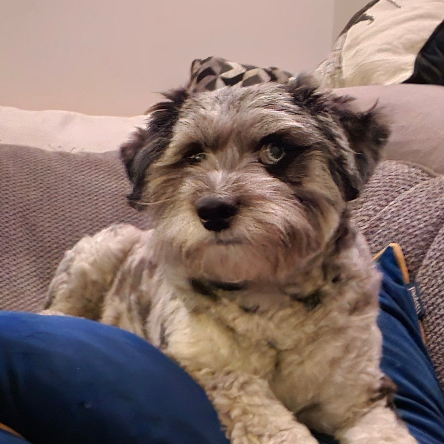Small dog lying on a person's lap with a neutral background
